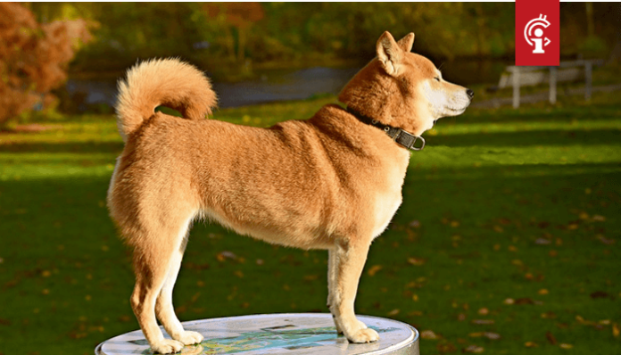 Dogecoin (DOGE) schiet nog eens 50% omhoog, Twitter ...