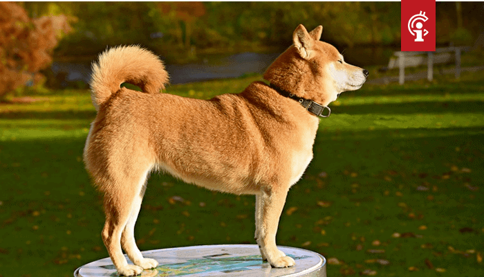 Dogecoin (DOGE) schiet nog eens 50% omhoog, Twitter ...