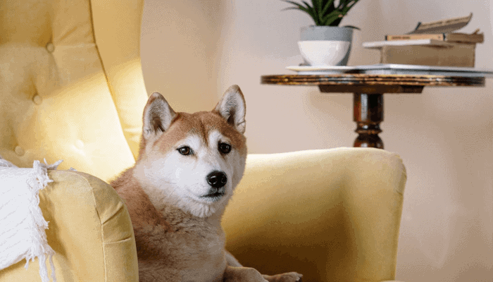 Dogecoin Doge Koers Gaat Er Weer Vandoor En Stijgt Met 90 Naar Nieuwe Ath Wat Zit Hierachter Crypto Insiders