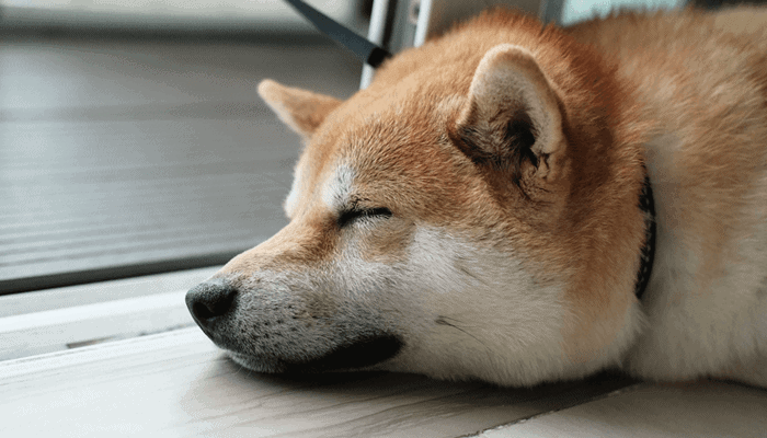 Dogecoin Koers Stijgt Na Geruchten Over Doge Futures Op Cme Maar Is Het Nepnieuws Crypto Insiders