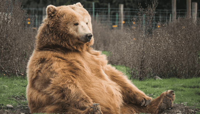 Bitcoin, Ethereum, Cardano en meeste andere crypto koersen dalen, nemen de bears weer de overhand?