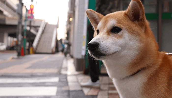 Dogecoin koers op weg naar $1? John bekijkt bitcoin, ethereum, cardano, iota en tokocrypto
