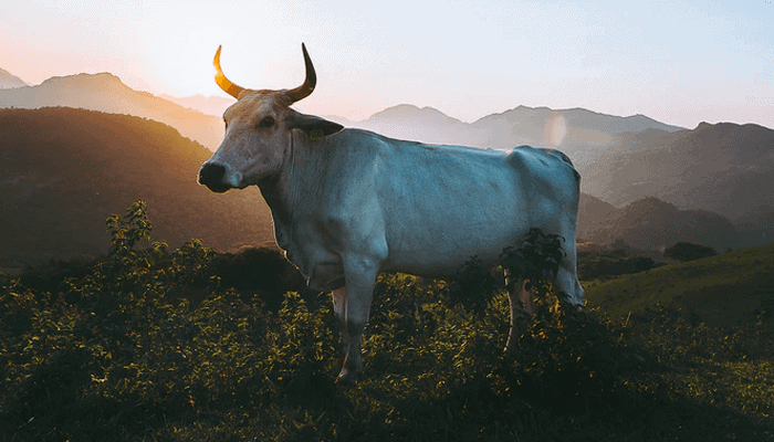 Bullish week voor bitcoin koers? John bekijkt ethereum, cardano, solana, vechain en ren