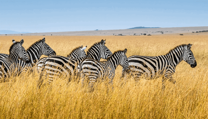 Cardano (ADA) gaat in oktober bij meerdere Afrikaanse landen op bezoek, wat gaan ze doen?