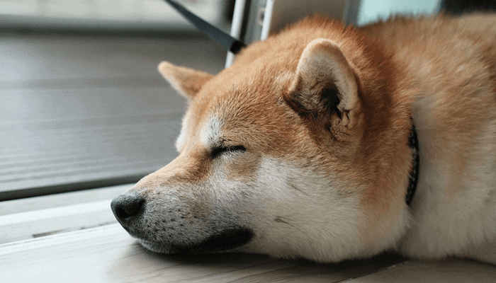 Цена Dogecoin выросла после краха Shiba Inu ATH, Илон Маск отрицает ссылку на Dogecoin Foundation »Crypto Insiders