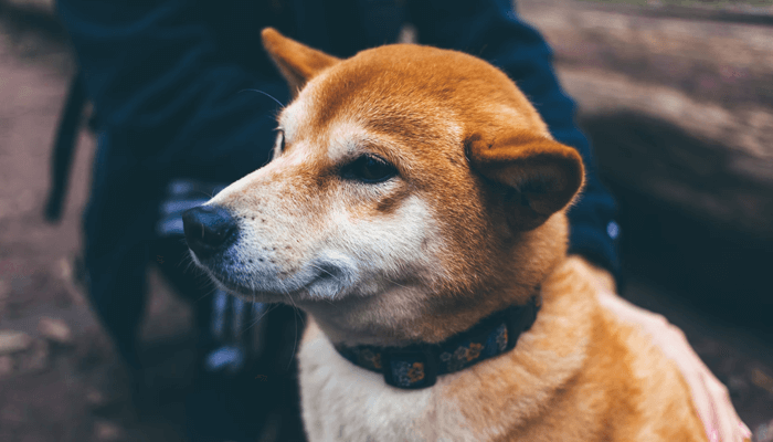 Legendary investor Mark Cuban lashes out at bitcoin (BTC) ‘maximalists’ and backs dogecoin