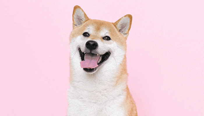Peticion shiba inu en robin hood