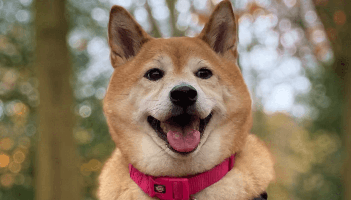 Gaat SHIBA INU weer 100% stijgen? John bekijkt bitcoin, ethereum, cardano en meer!