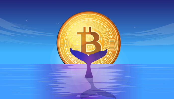 Bitcoin whale di nuovo attiva con 1.000 BTC dal 2013 » Crypto Insiders