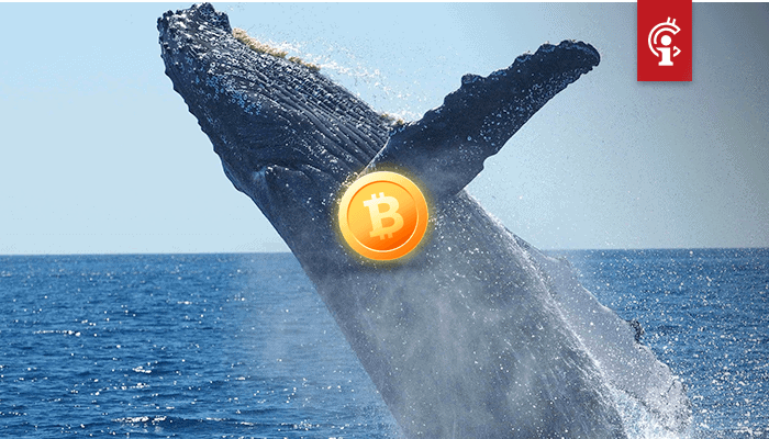 Aantal bitcoin whales met meer dan 1.000 BTC is in 2019 enorm gestegen
