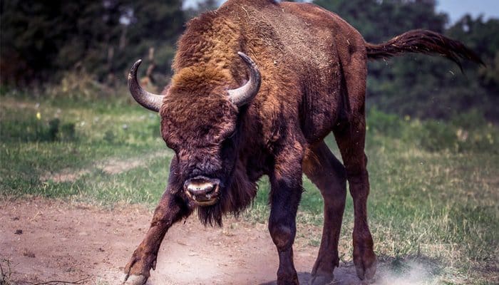 BitMEX_CEO_Arthur_hayes_de_bitcoin_bull_markt_is_hier