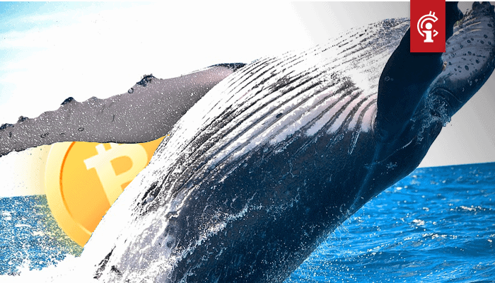 Peter-Schiff-beschuldigt-bitcoin-BTC-whales-van-marktmanipulatie-1 Crypto whale: Bitcoin halving pump is een sprookje, maar één ding kan de markt doen keren