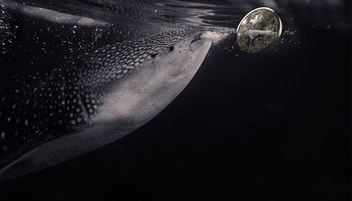 analist_diar_grote_bitcoin_whales_zijn_verantwoordelijk_voor_bull_markt