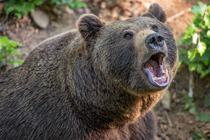 bears_duwen_bitcoin_onder_de_8000_dollar