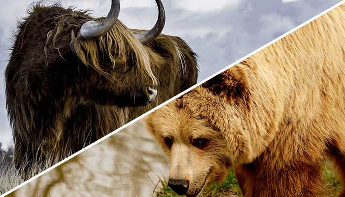 Geluiden uit de markt: bitcoin (BTC) bull- of bear-markt?