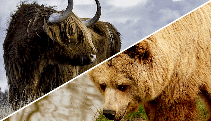 bullbear-1 Geluiden uit de markt: bitcoin (BTC) bull- of bear-markt?