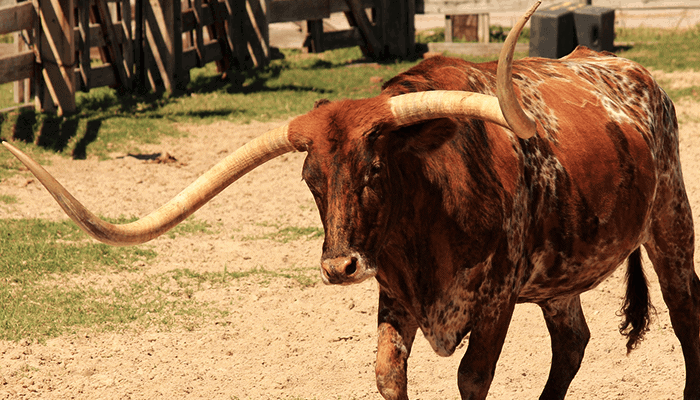 Analist: Bull-markt pas bevestigd als $11,700 is doorbroken