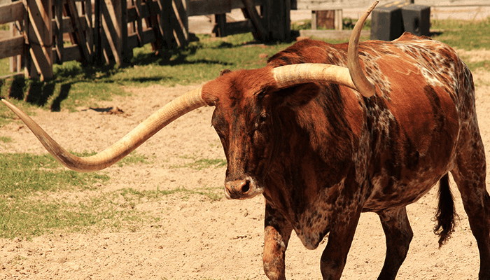 bullmarkt1-1 Analist: Bull-markt pas bevestigd als $11,700 is doorbroken