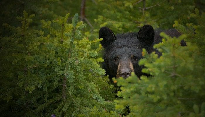 keert_de_bear_terug_bitcoin_en_de_rest_van_de_top_10_hebben_het_moeilijk keert_de_bear_terug_bitcoin_en_de_rest_van_de_top_10_hebben_het_moeilijk