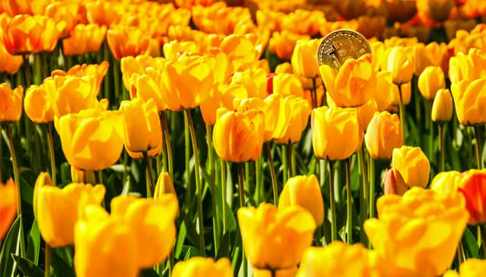 nederland_op_tweede_plek_in_top_5_google_trends_voor_zoekterm_bitcoin nederland_op_tweede_plek_in_top_5_google_trends_voor_zoekterm_bitcoin