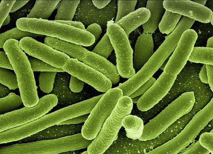 voorspellen_bacterien_een_rooskleurige_toekomst_voor_bitcoin voorspellen_bacterien_een_rooskleurige_toekomst_voor_bitcoin