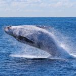 wallet-analyse_suggereert_dat_enorme_bitcoin_whale_klaar_is_met_het_verkopen_van_BTC