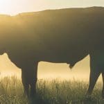 wekelijkse_bitcoin_BTC_koers_analyse_david_bitcoin_wordt_bullish_afbeelding