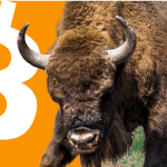 wekelijkse_bitcoin_BTC_koers_analyse_david_van_ineveld_de_stier_komt_terug