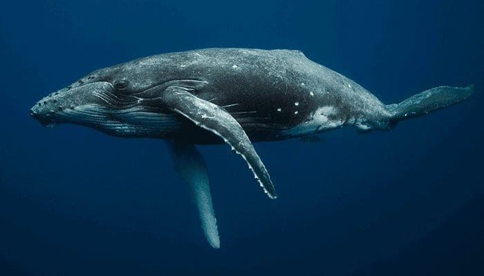 Bitcoin whales zijn massaal aan het inkopen