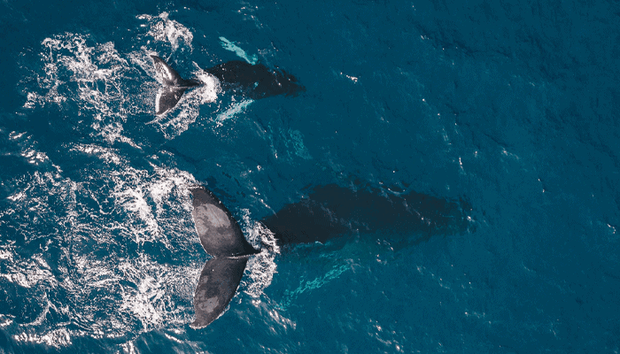 17% van Ethereum whales bezitten meer dan 80% van alle NFT's op de blockchain
