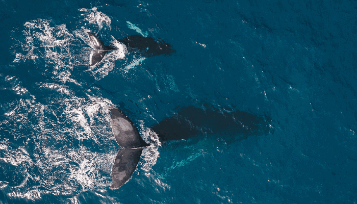 17_van_Ethereum_whales_bezitten_meer_dan_80_van_alle_NFTs_op_de_blockchain 17% van Ethereum whales bezitten meer dan 80% van alle NFT's op de blockchain