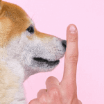 27% van alle dogecoins (DOGE) zijn in handen van 1 adres, zegt Binance CEO Changpang Zhao