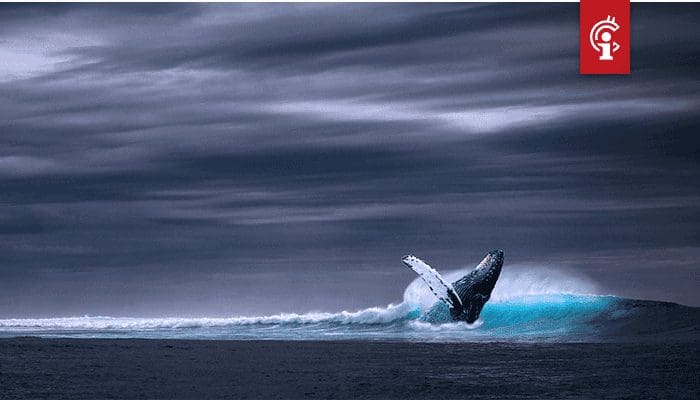 3 altcoins die het meest werden opgekocht door whales zien enorme stijgingen