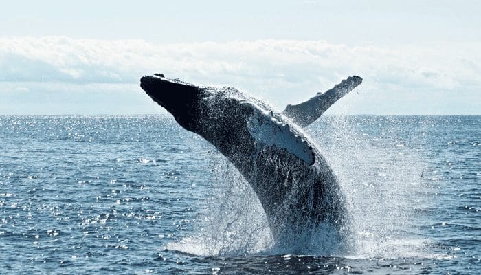 3e grootste whale koopt $137 miljoen aan bitcoin na crash