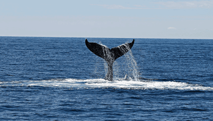 Aantal XRP whales neemt sterk af, Ripple medeoprichter Jed McCaleb verkocht meer dan $400 miljoen XRP