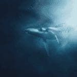 Aantal allergrootste bitcoin (BTC) whales bereikt laagste punt ooit, is dat positief of negatief?