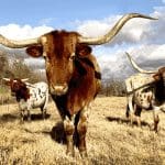 Amerikaanse staat Texas wil crypto en blockchain wereldleider worden