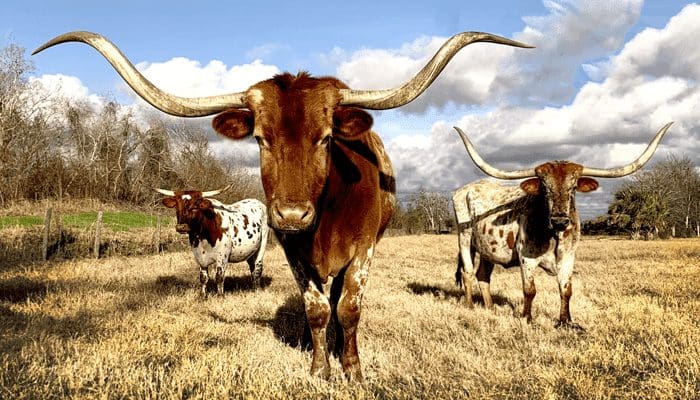 Amerikaanse staat Texas wil crypto en blockchain wereldleider worden