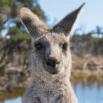 Australische millennials verkiezen crypto boven vastgoed