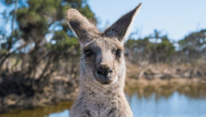 Australische millennials verkiezen crypto boven vastgoed