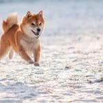 Door Dogecoin geïnspireerde memecoin BONK steeg al duizenden procenten