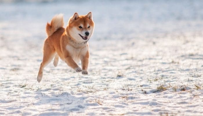 Door Dogecoin geïnspireerde memecoin BONK steeg al duizenden procenten