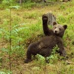 Bearish sentiment ebt weg, investeerders verwachten een goed Q4