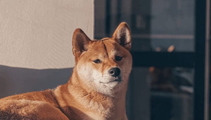 BitPay voegt shiba inu toe, reactie koers blijft uit