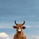 Bitcoin (BTC) analist geeft 5 redenen waarom hij bullish is voor de komende weken