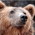 Bitcoin (BTC) analist legt uit waarom hij bearish is voor de korte termijn
