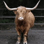 Bitcoin (BTC) bull case Aantal financiële adviseurs dat investeert in bitcoin zal in 2021 verdubbelen