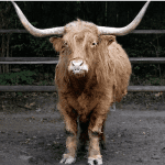 Bitcoin (BTC) bulls: 