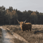 Bitcoin (BTC) bulls drukken prijs boven $40.000, cardano (ADA) zet bizarre stijging voort