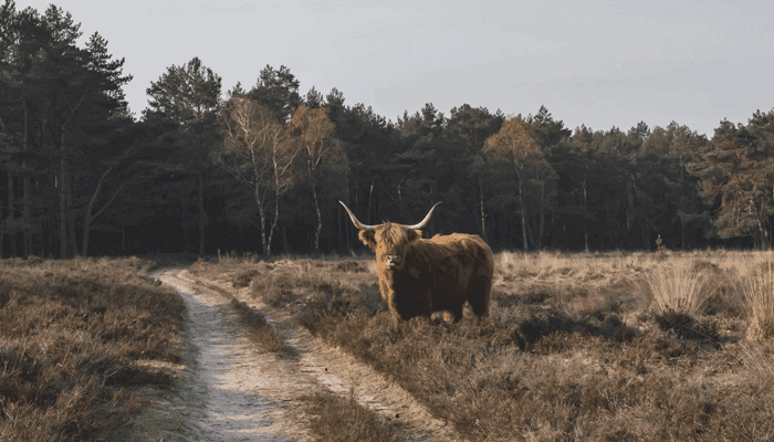 Bitcoin_BTC_bulls_drukken_prijs_boven_40.000_cardano_ADA_zet_bizarre_stijging_voort Bitcoin (BTC) bulls drukken prijs boven $40.000, cardano (ADA) zet bizarre stijging voort